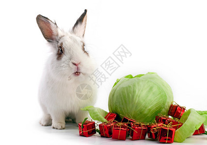 白底带卷心菜和礼物盒的白花兔子图片