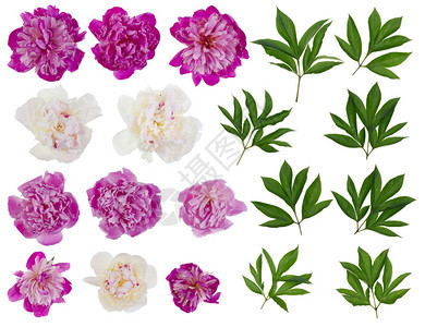 粉红色和白色的真正牡丹花和叶大集从几张照片中分离图片