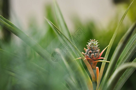 温室中菠萝花的特写摄影背景图片