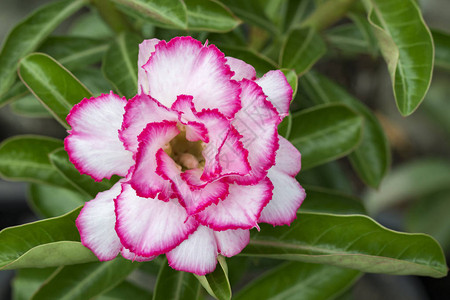 花园中美丽的粉红色zalea花朵的图片