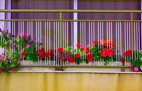 阳台上鲜艳的花朵图片