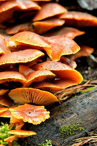 森林里树桩上的蘑菇图片
