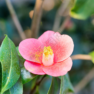 花园的红春花图片