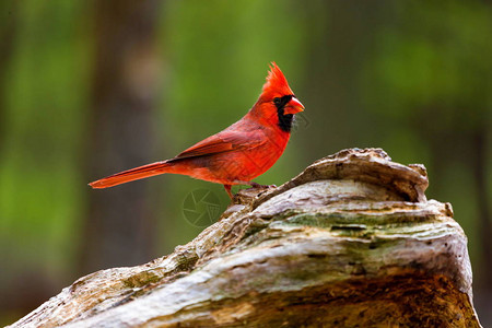 北红雀是红雀属的北美鸟类图片