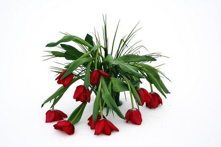 红郁金香和绿的红色郁金香图片