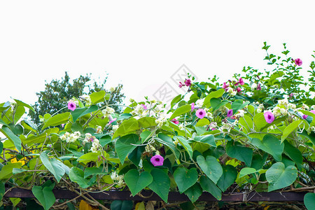 大象克里佩尔银晨球植物和屋顶上图片