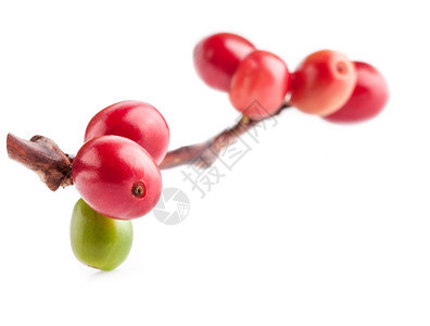 咖啡树枝上的红咖啡豆白底绝缘的成图片