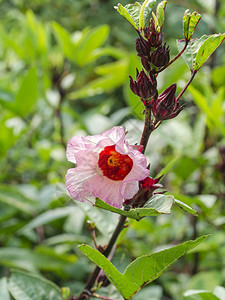 芙蓉花图片