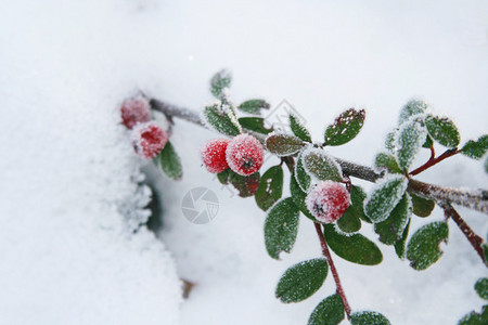 白雪地上结霜的冬青浆果背景图片