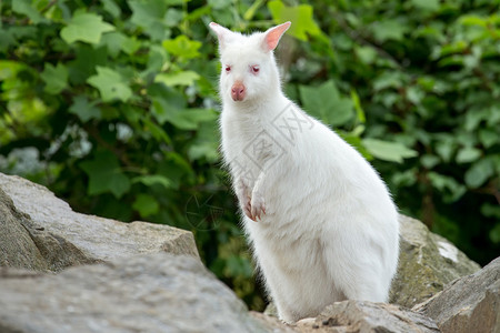 红颈小袋鼠白色化病雌袋鼠Macropusrufogriseu图片