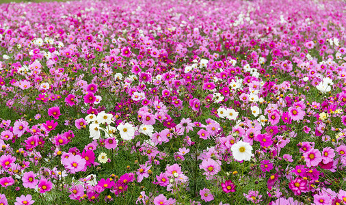 日本的波斯菊花田背景图片