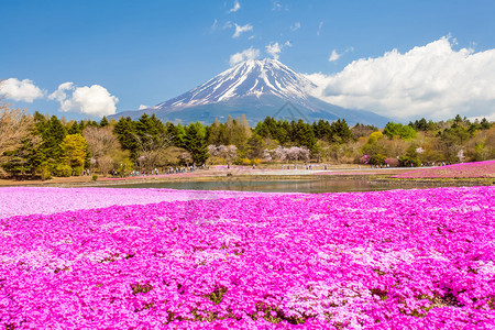 春季富士山和粉红苔藓田图片