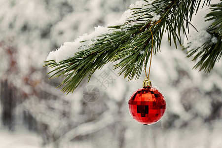红色玩具球挂在白雪皑的树枝上图片