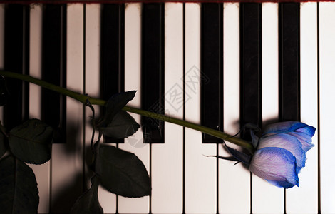 钢琴键上的蓝玫瑰图片