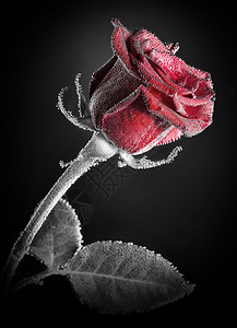 红玫瑰封合图片