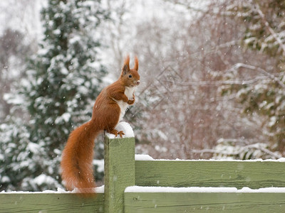 下雪时红松鼠高地坐在绿色篱笆上图片
