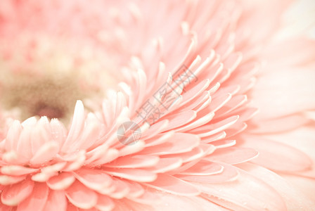 粉色菊花阳起图片