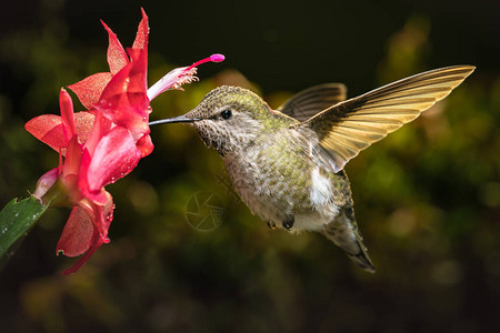 这是一只雌蜂鸟飞到她最爱的红花上高速拍图片