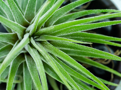 铁兰空气植物的特写图片