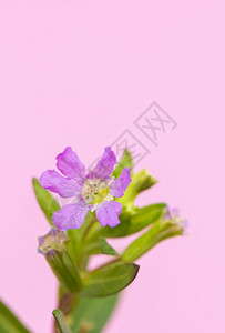 粉红色背景上的紫罗兰花图片