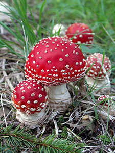 秋季蘑菇飞木耳蘑菇特写图片