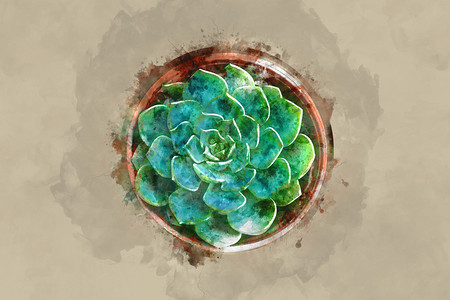 仙人掌植物的水彩图像背景图片