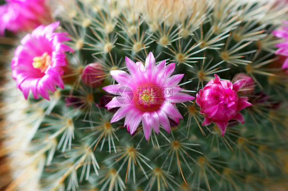 仙人掌花植物图片