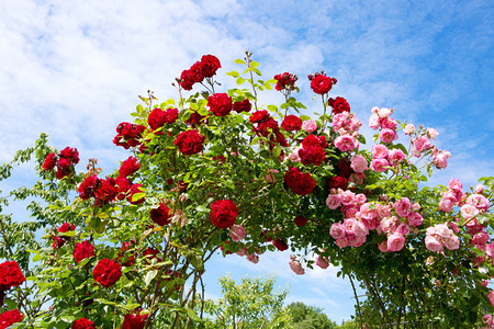 攀登玫瑰美丽的夏天背景蓝色的天空上孤立的红色和粉红图片