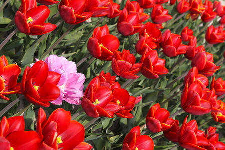 红色郁金香和一个粉红色的领域图片