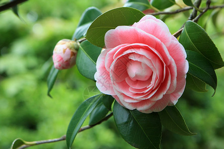 树上山茶花的粉红色花朵图片