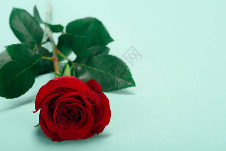 近距离观看美丽的红玫瑰花朵图片