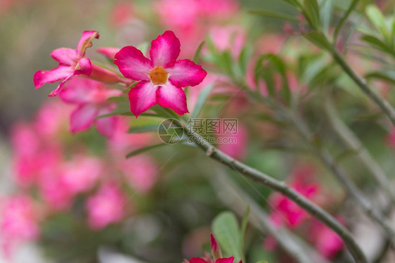 沙漠在热带花园中玫瑰图片