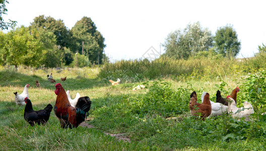 公鸡和在田间觅食图片