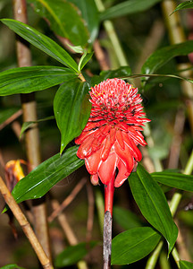 明亮的红色野生姜花朵在伯利图片