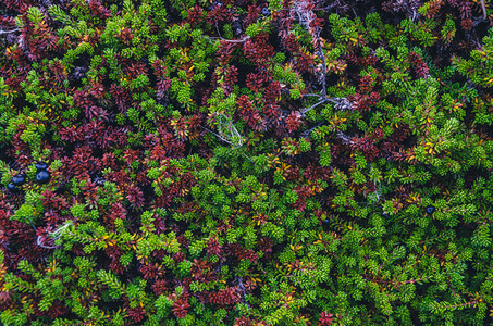 来自冰岛和挪威的彩色苔藓纹理图片