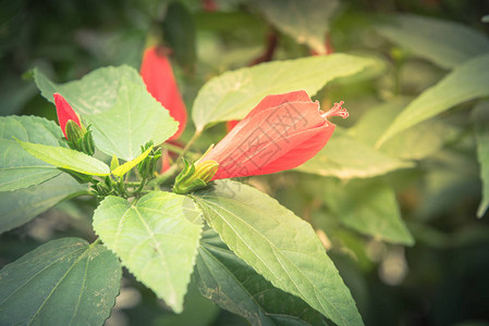 越南花园围栏灌木绿篱笆上的红色热带象皮花和蕾早期和发图片