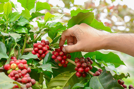在咖啡树上手工采摘红咖啡豆图片