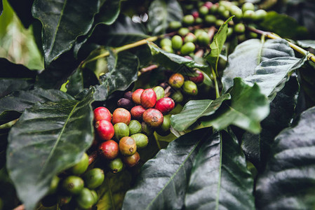 自然咖啡植物成熟浆果图片