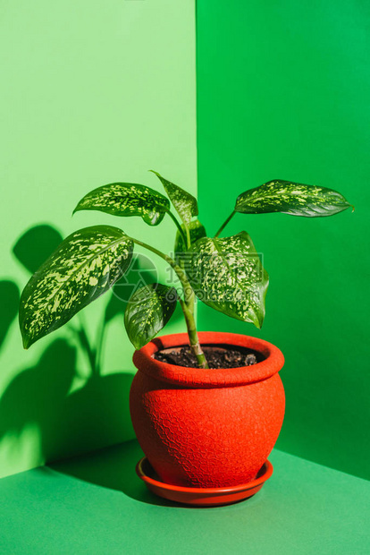 绿色红盆中的一株绿色室内植物图片