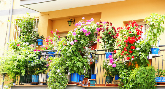 巴塞罗那的带有阳台和花盆的立面图片