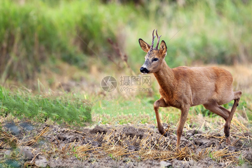 从太阳到雄鹿看两支劲旅如何重塑联盟竞争版图