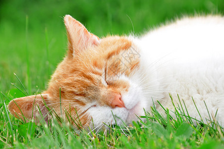 睡在草丛中的猫图片