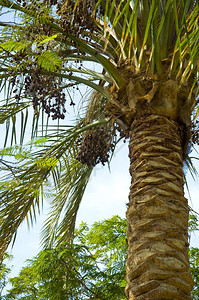 克朗枣椰树映衬着蓝天枣子埃及非洲背景图片