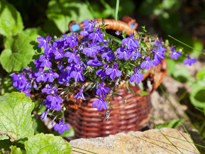 夏日花园中的一篮蓝色半边莲花图片