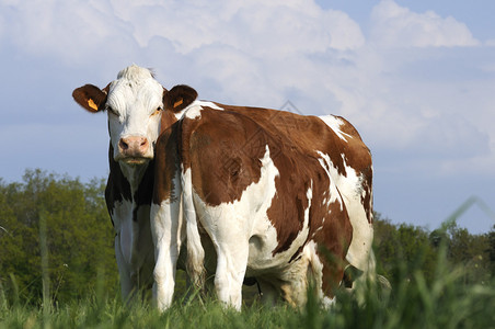 绿色牧场的奶牛图片