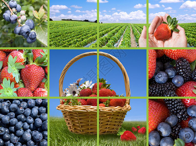 浆果系列拼贴画新鲜草莓蓝莓和黑莓图片
