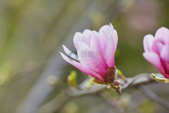 粉红色木兰花马格努亚花图片