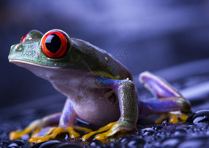 红眼树青蛙图片