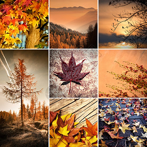 秋天的与叶图片