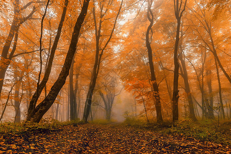 神秘秋天森林的幻图片